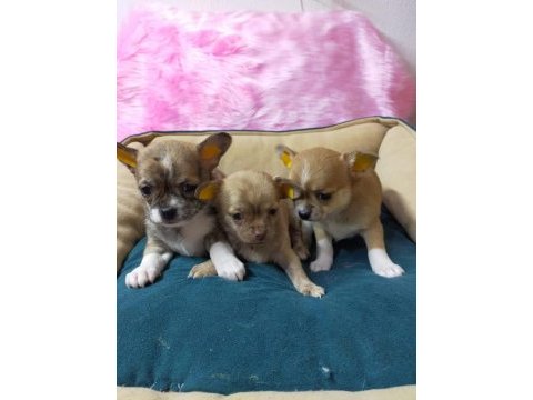 Chihuahua şivava yavrularımız hazır