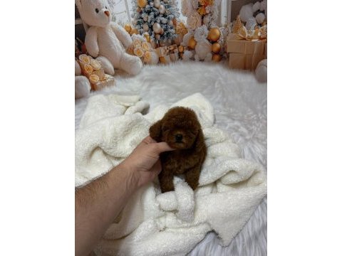 Tüy dökmez koku yapmaz tuvalet eğitimli poodle