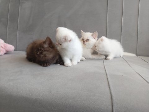 11 haftalık kedimiz tüm eğitimleri verilmiştir