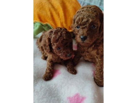 Toy poodle yavrularımız