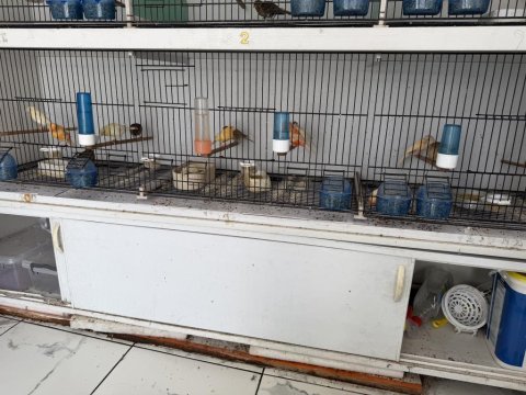 Yeni sezon kanarya