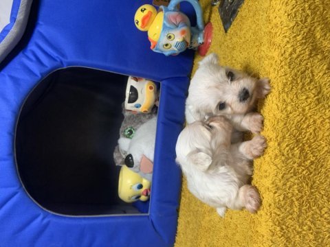 Maltese 1 daha küçüğü yok