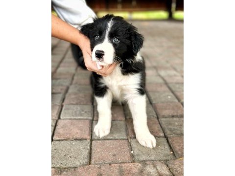 45 günlük border collie erkek