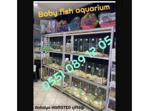 Minik hamster dostunu seç adresine gelsin