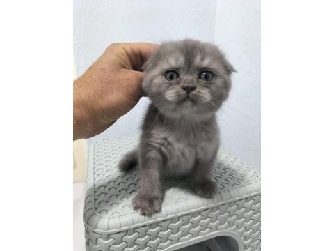 Yeni yuvası için hazır scottish fold