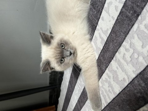 2 aylık blue point erkek british shorthair