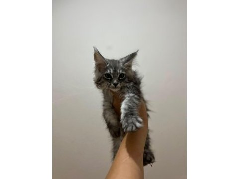 Safkan maine coon yavruları anne ve baba scr kayıtlı