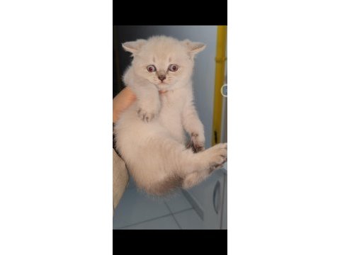 British shorthair yavrumuz