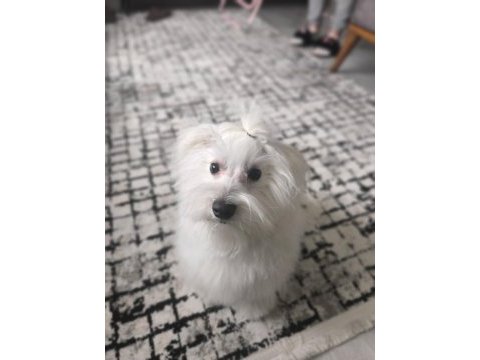 9 aylık erkek 0 numara terrier maltese