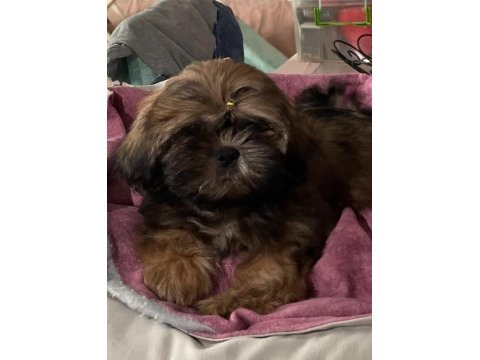 Secereli shih tzu yavruları
