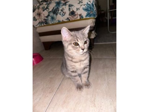 Safkan british shorthair flood