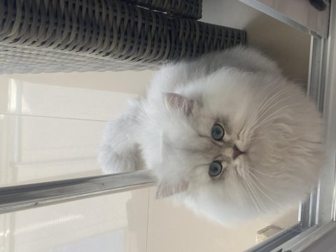 British longhair kedimiz yeni sahip arıyor