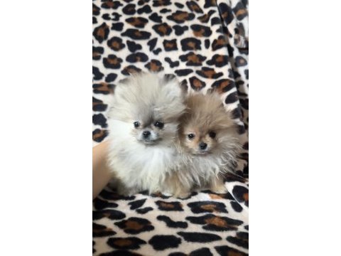 Dişi pomeranian yavrular
