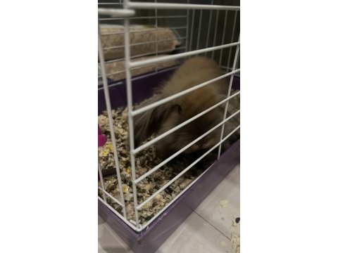 Hollanda lop tavşanı