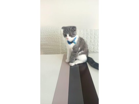 Sahiplendirme scottish fold balıkesir