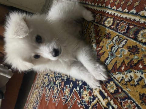 Köpeği son 1 tane kaldı