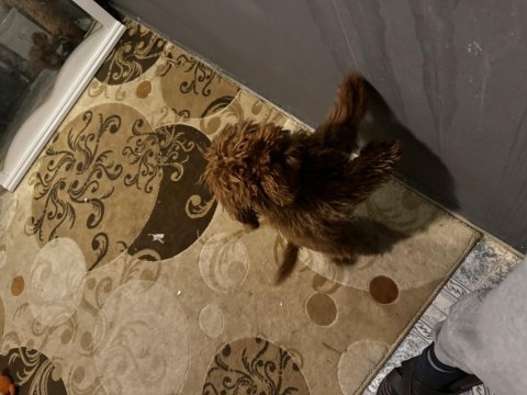 10 aylık dişi poodle
