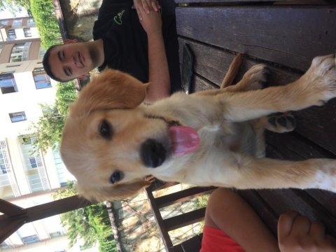 Golden retriever sağlıklı yer sıkıntımız var