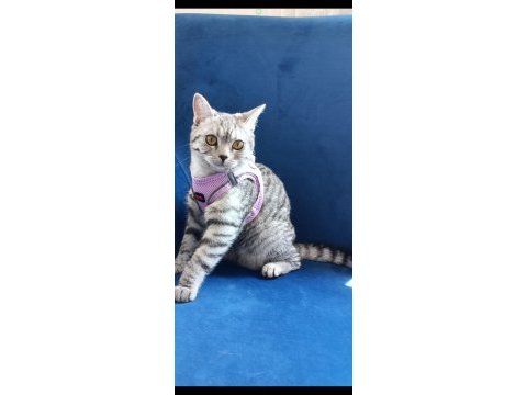 British shorthair silver tabby dişi yavru