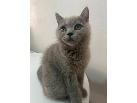 Tombik kedimiz mücomuz yuva arıyor