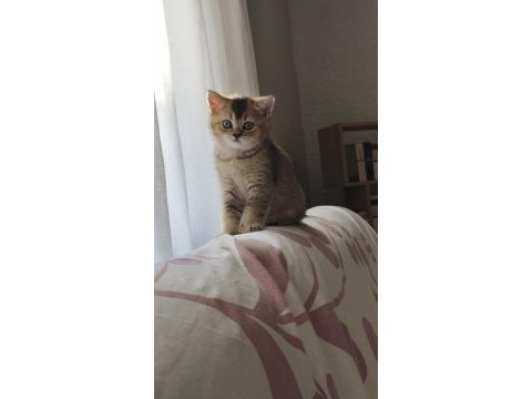 British shorthair gold ny25