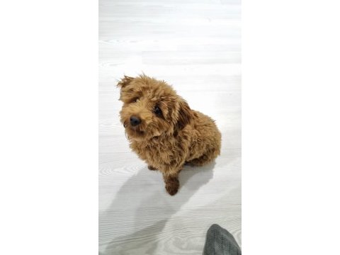 6 aylık maltipoo kızımız tarçın
