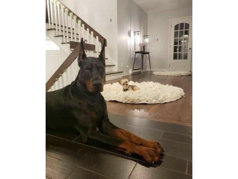 Düşmana korku salan doberman ejderler
