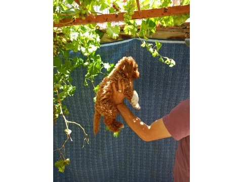2 aylık maltipoo erkek dişi bebeğimiz