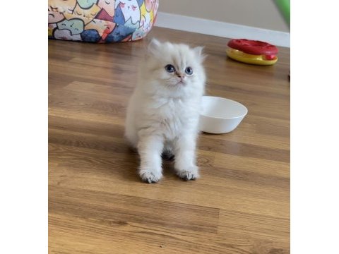 Golden point british longhair erkek