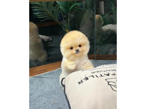 Ailenizin yeni üyesi pomeranian boo yavrularımız
