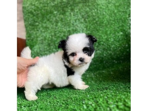 Ufak boy morkie erkek yavrumuz