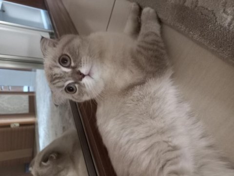 8 aylık dişi scottish fold aşıları tam