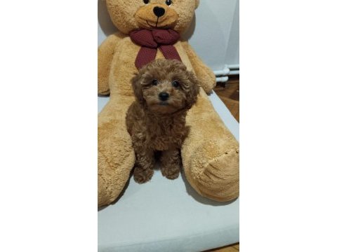 Acil toy poodle