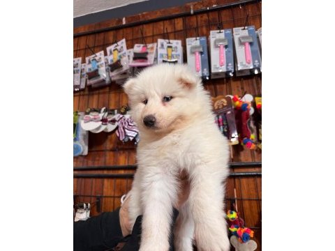 Mükemmel kalitede samoyed bebekler için acele edin