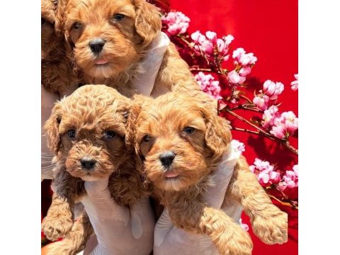 Sevimli maltipoo yavrularımız