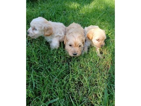 Maltipoo dişi erkek kardeşler