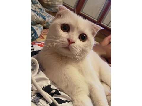 Prensimiz scottish fold