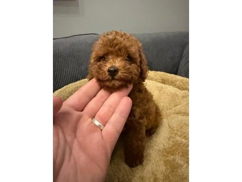 Poodle kore teacup 3.5 aylık dişi