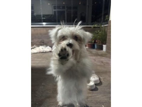 Terrier evcil 6 aylık