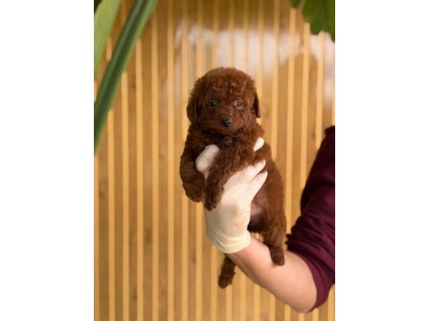 Toy poodle yavruları