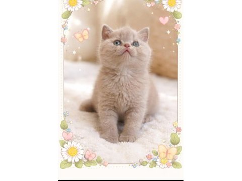 British shorthair kedisi denizli