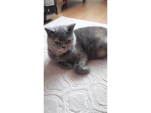 Güzeller güzeli british shorthair kızım leidi