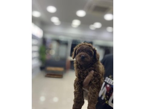 Red brown toy poodle @petclubadanaa