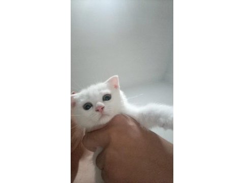 Beyaz dışı diğeri erkek kedilerin sahiplendirilir