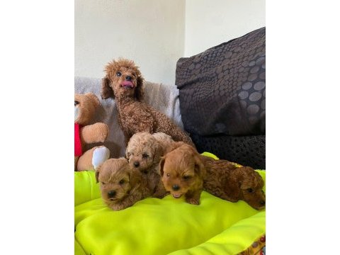Toy poodle bebekler