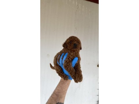 Red brown şecereli toy poodle yavrular
