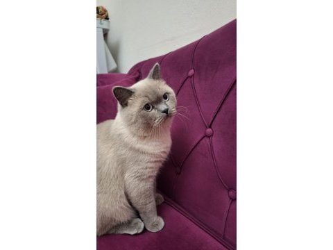 8 aylık erkek british shorthair