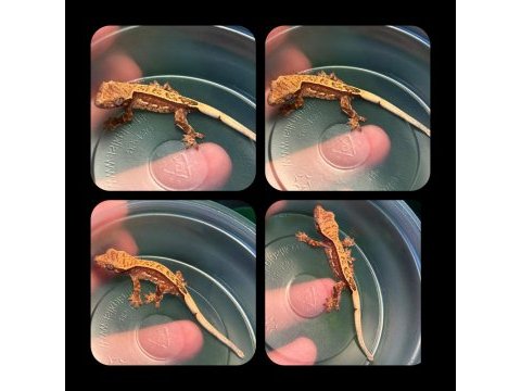 Crested gecko yavrular
