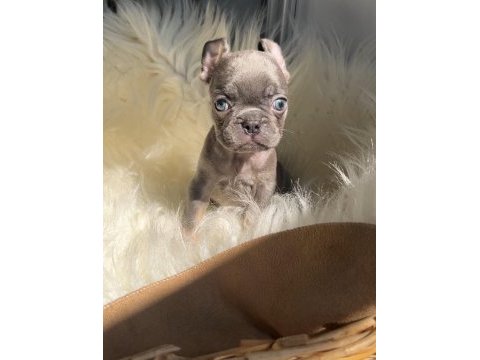Micro boy exotic renk french bulldog yavrularım