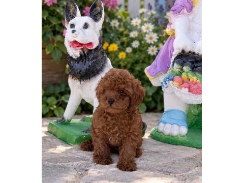 Wc eğitimli orjinal ev üretimi toy poodle yavrumuz